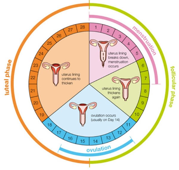 cach nhan biet thoi diem rung trung 3 - 12 cách nhận biết ngày rụng trứng đang đến để chọn thời điểm thụ thai thích hợp