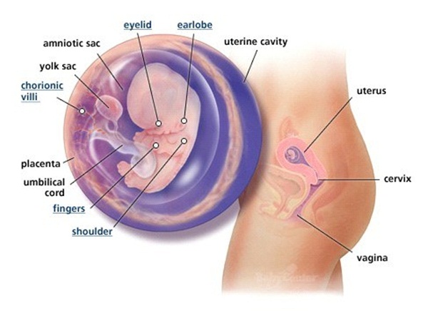 Mang thai tuần thứ 9 và những điều mẹ nhất định phải nhớ