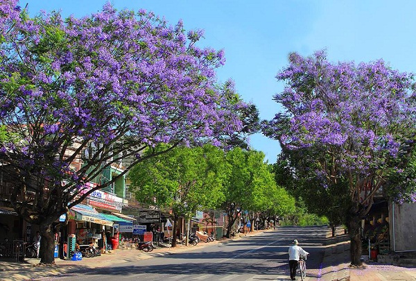 hoa phuong tim dat lat 2 - Chiêm ngưỡng vẻ đẹp mộng mơ của hoa phượng tím Đà Lạt