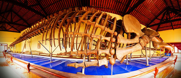 Chiêm ngưỡng bộ xương cá voi khổng lồ tại Dinh Vạn Thủy Tú
